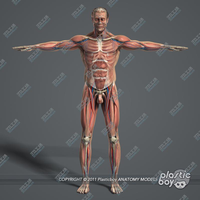 images/goods_img/20210113/3DS MAX RIGGED Complete Male Anatomy PACK/2.jpg